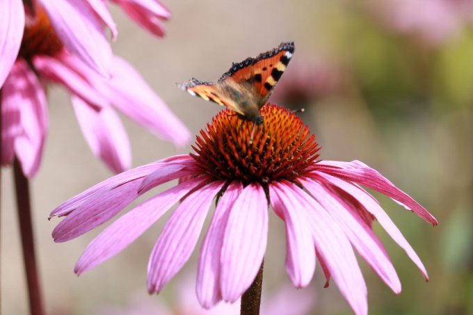 Schmetterling auf einer Blume Ein Schmetterling sitzt auf einer pinken Blume.